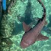 tiburones en el oceanario