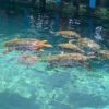 vista de tortugas en el oceanario