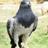 Aguila de Paramo - Black buzzard eagle (Geranoaetus melanoleucus)