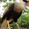 Caracara - Northern crested caracara