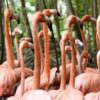 Flamenco del Caribe - American flamingo (Phoenicopterus ruber)