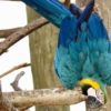 Guacamaya azulamarillo aviario