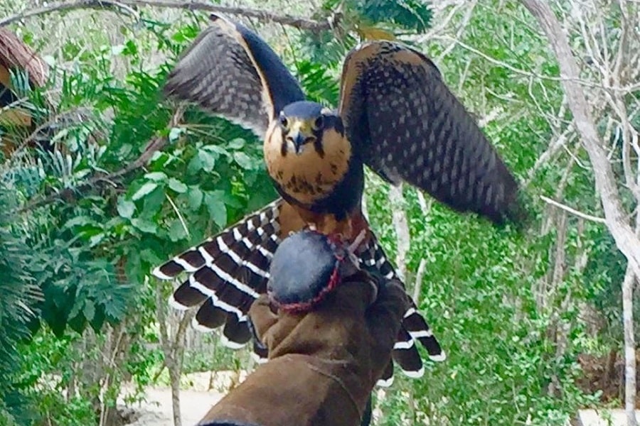 Halcón aplomado aves al vuelo