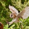 Lechuza blanca - Barn owl (Tyto alba)