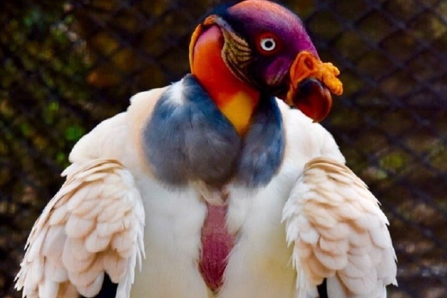 Rey de gallinazo(Sarcoramphus papa) Aviario nacional de colombia