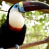 Aviario nacional de colombia Tucán Silvador - White throated toucan (Ramphastos tucanus)