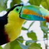 Tucán caribeño - Keel billed toucan (Ramphastos sulfuratus)