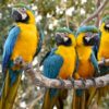 aviario nacional guacamaya