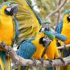 guacamaya azul amarillo cartagena de indias