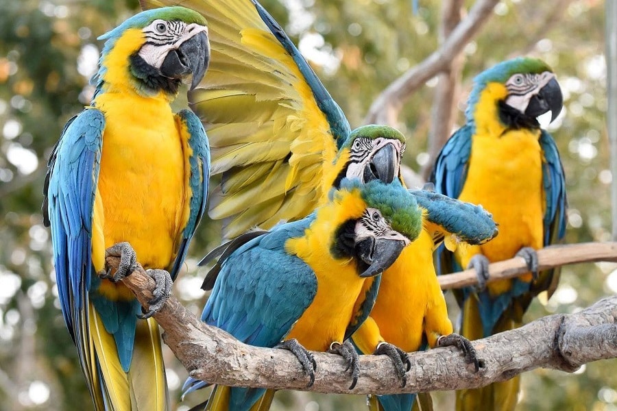 guacamaya azul amarillo cartagena de indias